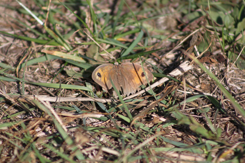 identificazione farfalla